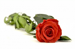 Stabilizovaná ruža na stonke - Luxury 50cm