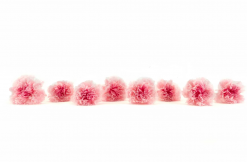 Stabilizované kvety Klinček záhradný - ružové