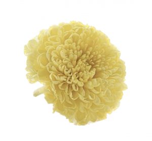 Stabilizované kvety Chryzantéma - žlté