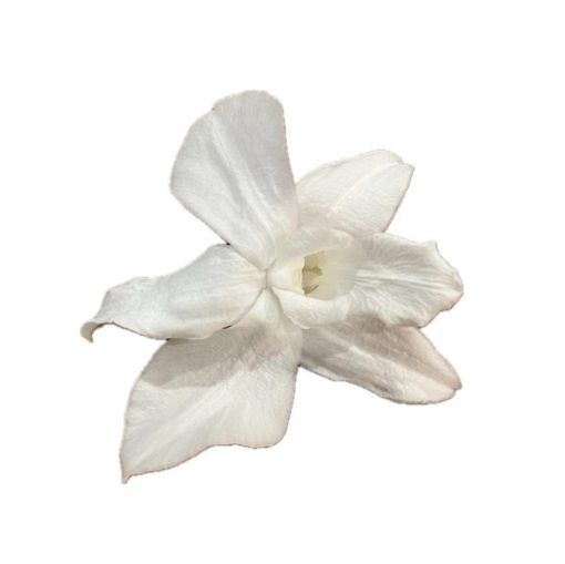 Stabilizované kvety Orchidea Dendrobium - biele