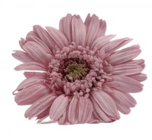 Stabilizované kvety Gerbera - ružové