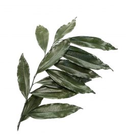Stabilizovaný coculus - zelený