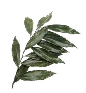 Stabilizovaný coculus - zelený