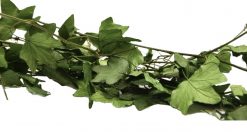 Stabilizovaný brečtan XXL - zelený