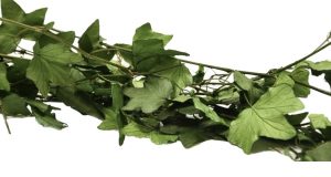 Stabilizovaný brečtan XXL - zelený