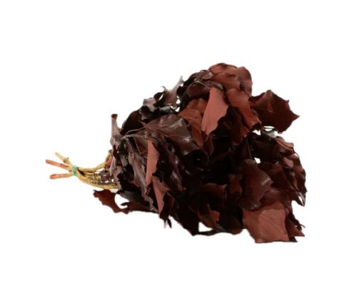 Stabilizovaný brečtan Burgundy - červený