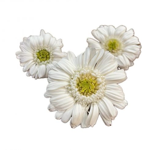 Stabilizované kvety Gerbera - bielozelený