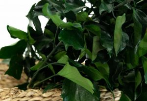 Stabilizovaný brečtan - smaragdovo zelený