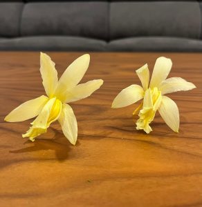 Stabilizované kvety Orchidea Cattleya - žlté