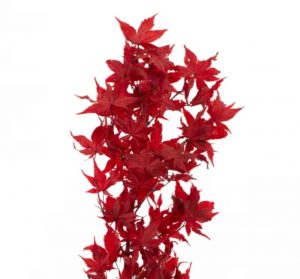 Stabilizované javorové listy