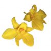 Stabilizované kvety Orchidea Dendrobium - žlté