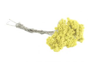 Sušené rastliny -  Slamička talianska - žltá