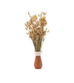 Sušené kvety Lagurus – natural