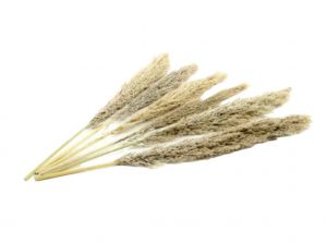 Sušená pampová tráva - natural