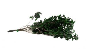 Stabilizované rastliny - Pittosporum zelený