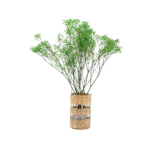 Stabilizované kvety Gypsophila - zelená