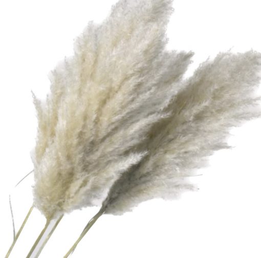 Sušená pampová tráva XXL - natural