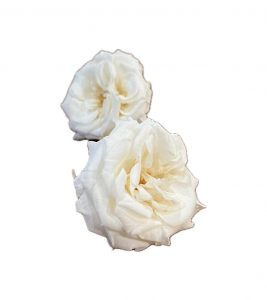 Stabilizovaná ruža divoká - biela