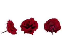 Stabilizovaná ruža divoká - červená