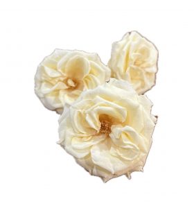 Stabilizovaná ruža divoká - žltá