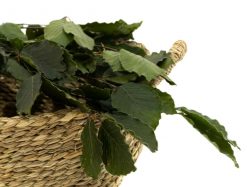 Stabilizované bukové listy - zelená