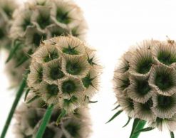 Stabilizovaná rastlina - hlaváč hviezdicovitý