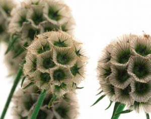 Stabilizovaná rastlina - hlaváč hviezdicovitý