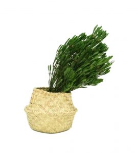 Stabilizovaná rastlina Platy Male - zelená