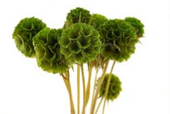 Stabilizovaná rastlina - hlaváč hviezdicovitý - zelený