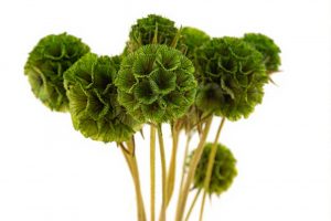 Stabilizovaná rastlina - hlaváč hviezdicovitý - zelený