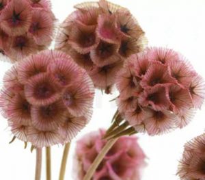 Stabilizovaná rastlina - hlaváč hviezdicovitý - ružový