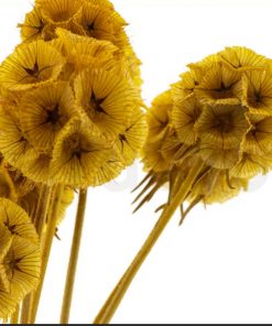 Stabilizovaná rastlina - hlaváč hviezdicovitý - žltý