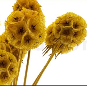 Stabilizovaná rastlina - hlaváč hviezdicovitý - žltý