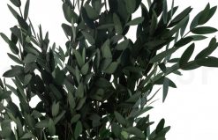 Stabilizovaný eukalyptus Parvifolia - zelený