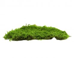 Keď si vyberieš zelený plochý mach, získaš nielen kvalitný prírodný materiál, ale aj možnosť vytvoriť dekoráciu, ktorá vydrží roky bez akejkoľvek starostlivosti. Navyše každý projekt prinesie do interiéru unikátny kúsok prírody, ktorý nikdy nestratí svoju sviežosť a harmóniu.