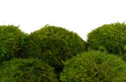 Keď si vyberieš zelený kopčekový mach LONG, získaš nielen kvalitný prírodný materiál, ale aj možnosť vytvoriť dielo, ktoré vydrží roky bez akejkoľvek starostlivosti. Navyše každý projekt prinesie do interiéru unikátny kúsok prírody, ktorý nikdy nestratí svoju sviežosť a harmóniu.