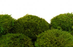 Keď si vyberieš zelený kopčekový mach LONG, získaš nielen kvalitný prírodný materiál, ale aj možnosť vytvoriť dielo, ktoré vydrží roky bez akejkoľvek starostlivosti. Navyše každý projekt prinesie do interiéru unikátny kúsok prírody, ktorý nikdy nestratí svoju sviežosť a harmóniu.