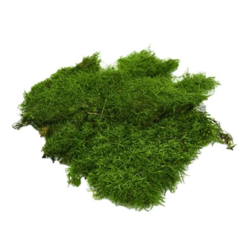 Stabilizovaný plochý mach - zelený