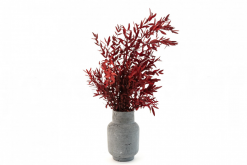 Stabilizovaný eukalyptus Parvifolia - červený