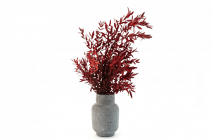 Stabilizovaný eukalyptus Parvifolia - červený