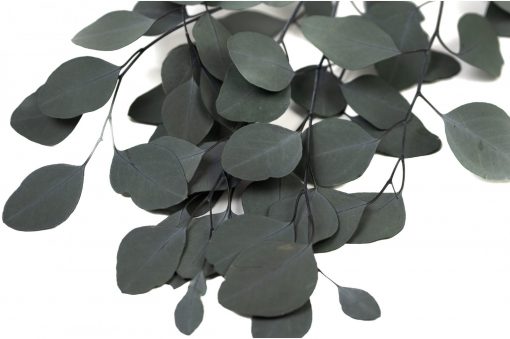 Stabilizovaný Eucalyptus Populus - zelený