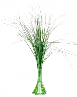 Stabilizovaná medvedia tráva - zelená