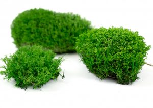 Keď si vyberieš zelený kopčekový mach z lišajníku, získaš nielen kvalitný prírodný materiál, ale aj možnosť vytvoriť dekorácie, ktoré vydržia celé roky. Navyše každý projekt obohatíš o jedinečný kúsok prírody, ktorý prinesie do priestoru sviežosť, rovnováhu a upokojujúcu atmosféru.