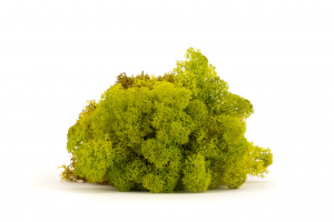 Keď si vyberieš limetkový lišajník, získaš nielen kvalitný prírodný materiál, ale aj možnosť vytvoriť dielo, ktoré vydrží roky bez akejkoľvek starostlivosti. Navyše každý projekt prinesie do interiéru unikátny kúsok prírody, ktorý nikdy nestratí svoju sviežosť a harmóniu.