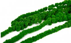 Stabilizovaný amarant bobulovitý - zelený