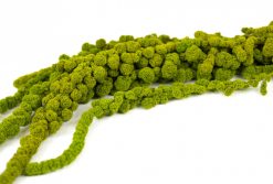 Stabilizovaný amarant bobulovitý - limetkovo zelený