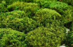 Keď si vyberieš svetlozelený sibírsky mach, získaš nielen kvalitný prírodný materiál, ale aj možnosť vytvoriť dekorácie, ktoré vydržia roky bez starostí. Každý projekt prinesie do interiéru svieži kúsok prírody, ktorý nikdy nestratí svoju krásu, rovnováhu a harmóniu.