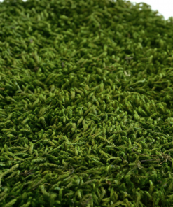 Keď si vyberieš plochý mach LONG – zelený, získaš nielen kvalitný prírodný materiál, ale aj možnosť vytvoriť dekoráciu, ktorá vydrží roky bez akejkoľvek starostlivosti. Navyše každý projekt prinesie do interiéru unikátny kúsok prírody, ktorý nikdy nestratí svoju sviežosť a harmóniu.