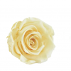 Stabilizovaná ruža – hlava XL Champagne