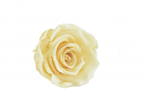 Stabilizovaná ruža – hlava XL Champagne